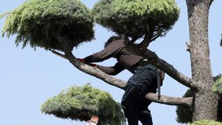 【イベント告知】お寺の庭づくりを通じて、自然と対話しよう！〜プロの庭師から見て触って手伝って学ぶ体験会〜